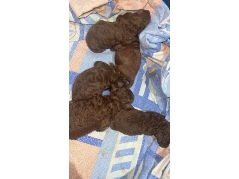 Red brown renk ırk garantili kore kan poodle