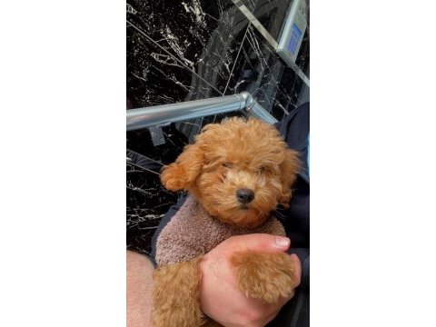 Yavru toy poodle 3 aylık