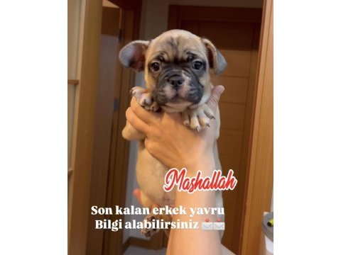 Son erkek french bulldog