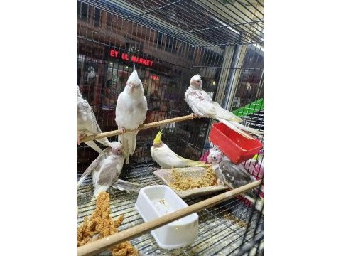 Sultan papağanı full evcil