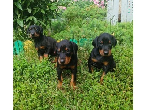 Sağlam doberman yavrular