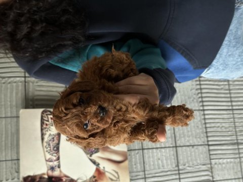 Bursa toy poodle