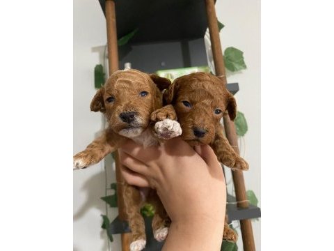 Maltipoo bebekler