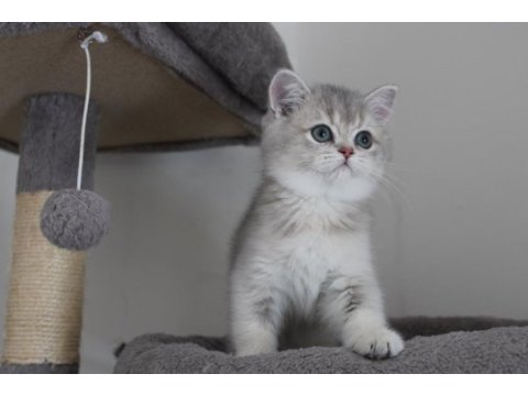 Ay11 erkek british shorthair blue golden