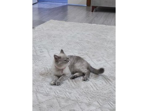 British shorthair 22 aylik misiva kızımıza yeni yuva