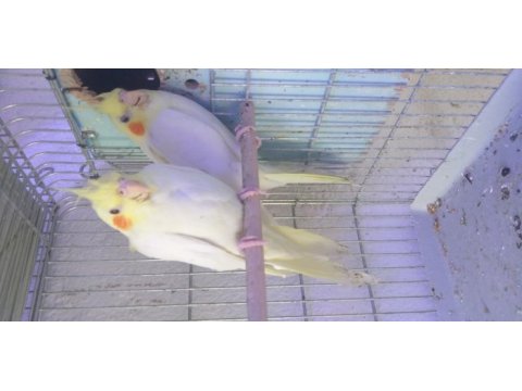 1 ila 3 aylık sultan papağanı yavruları