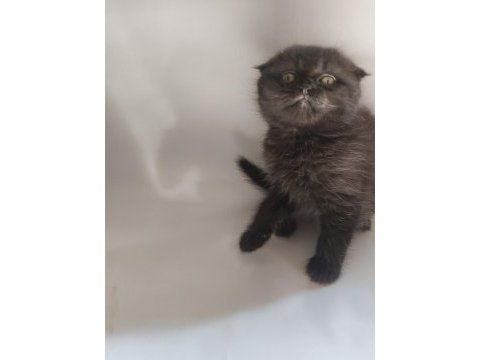 Oyuncu sevimli scottish fold yavrular