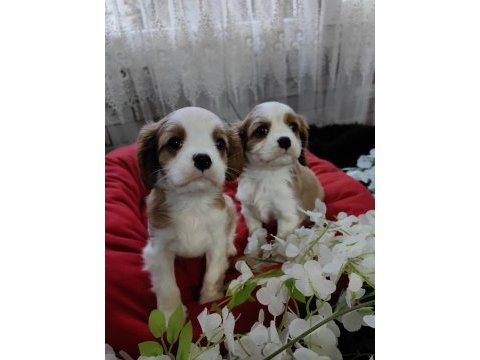 Cavalier king charles erkek yavrular safkan orjinal