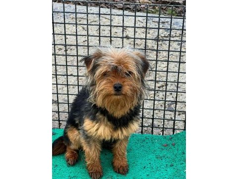 Yorkshire terrier sevgililer gününe özel kampanya