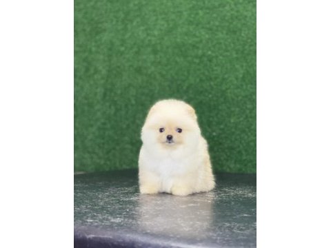 Yavru 3 aylık ayı surat pomeranian