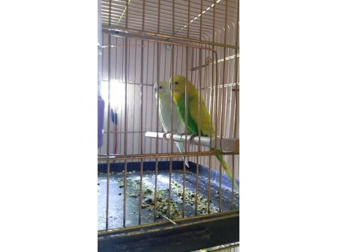 Genç yumurtalı takım muhabbet kuşu