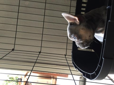 Dişi lilac and tan french bulldog
