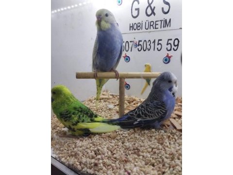 Yavru muhabbet kuşları