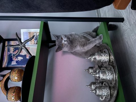 Kısırlaştırılmış çok uysal british shorthair lili hanım
