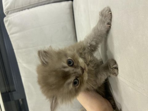 British longhair 43 günlük yavru