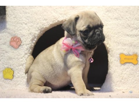 Üst düzey pug yavrumuz hazır