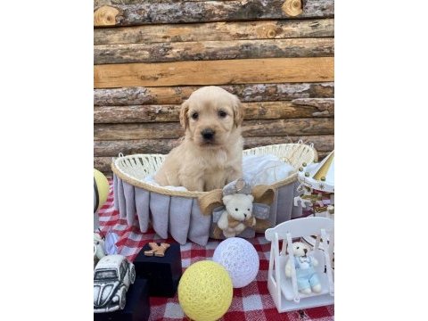 Baby face safkan golden retriever yavrularımız