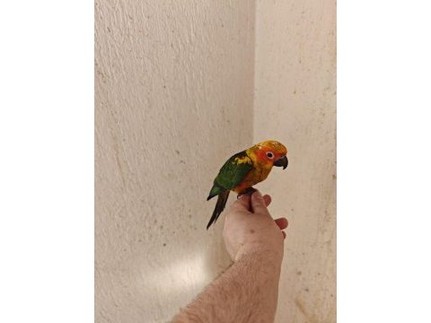 El besleme güneş konur papağanı