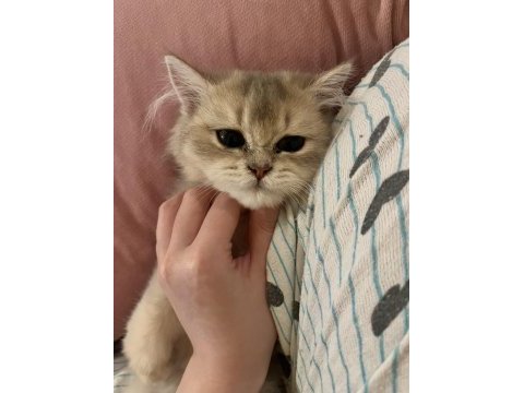 3 aylık british longhair erkek yavru