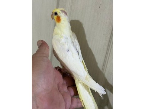 53 günlük ful evcil lutino sultan papağanı bebek
