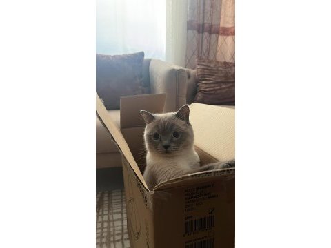 Kedimiz leoya ömürlük yuvasını arıyoruz