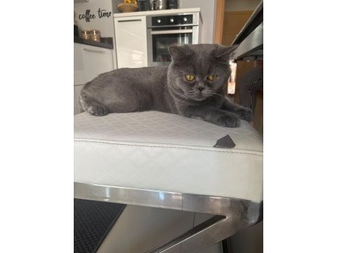 British shorthair kedimiz duman