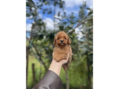 Birbirinden güzel toy poodle bebekler