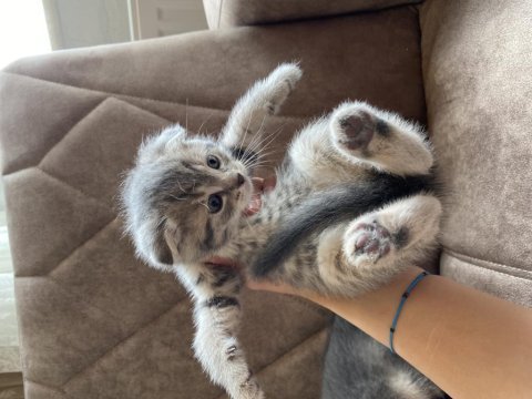 Ev ortamında scottish fold bebekler