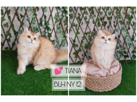 Safkan gerçek british shorthair bebekler