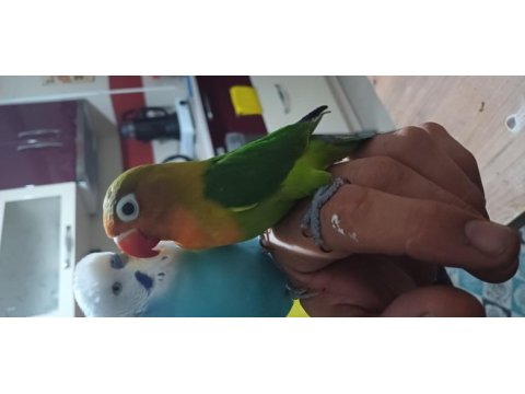 4 aylık ve yeni sevda papağanı bebekler ele alıştırmalık
