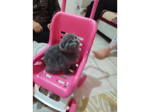 A kalite sıfır kulak scottish fold