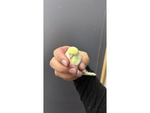 Ele kola alıştırmalık üst düzey erkek şhow jumbo muhabbet