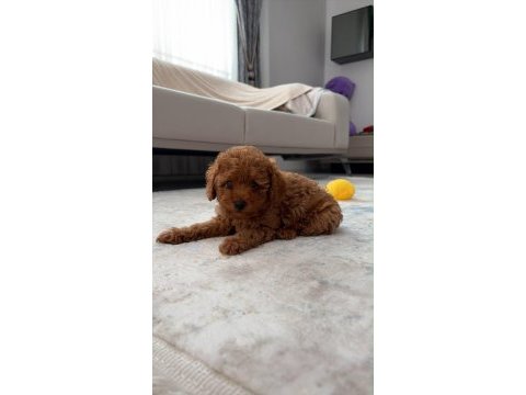 Sağlık garantili toy poodle yavrular