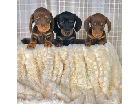 Dachshund ( sosis köpek ) yavruları