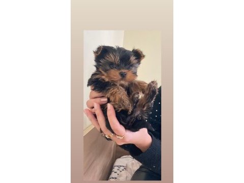 Yorkshire terrier yavrularımız dişi erkek mevcut