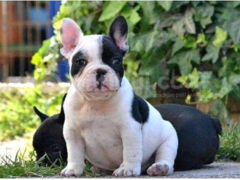 A kalite french bulldog yavrular [boş geçme]