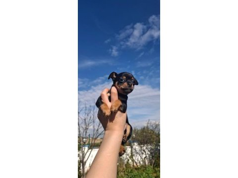 Teslime hazır yavru köpeklerimiz