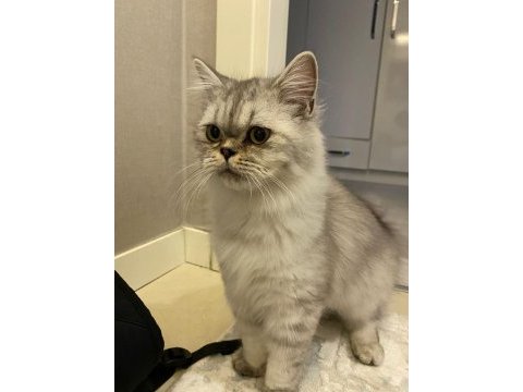1 yaşında exotic british longhair oğlumuz