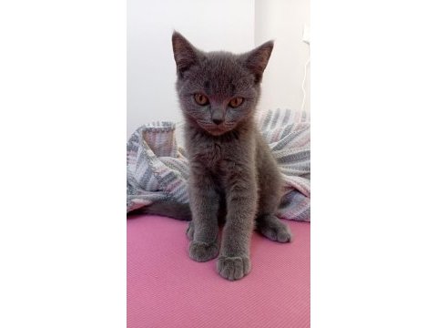 3 aylık erkek kedimize bakabilecek anne baba arıyoruz