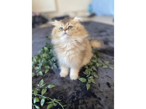 Kaliteli golden british longhair