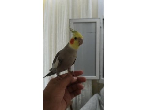 Ele alışık sultan papağanı konuşması var