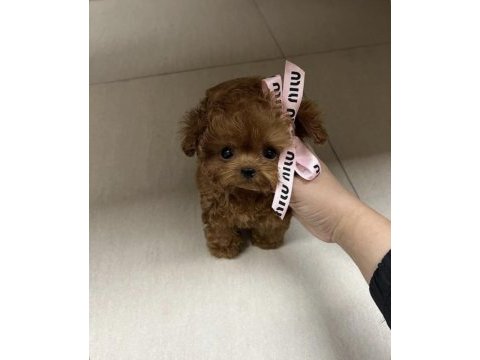 Sağlık garantili poodle