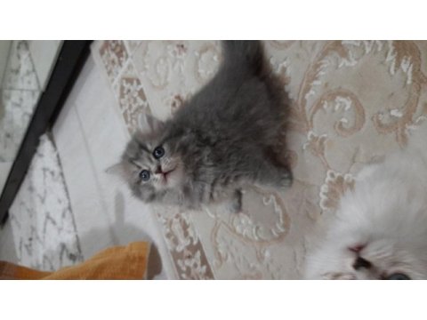 İki aylık british longhair