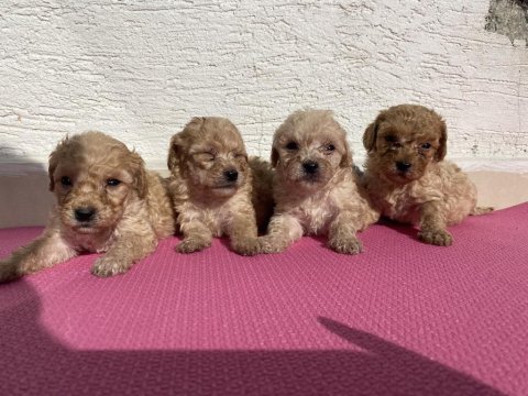 Renk renk toy poodle bebeklerim