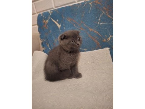 Scottish fold kedisi