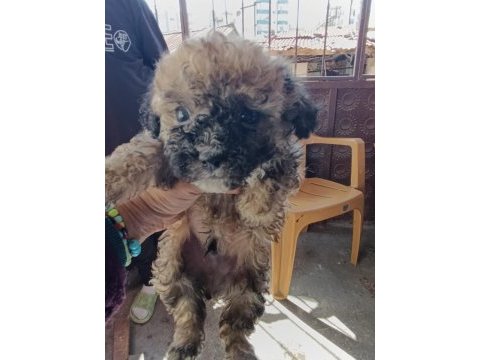 Yavru maltipoo