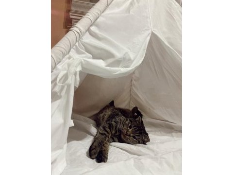 Kedimi bakabilecek olan bir aileye vereceğim