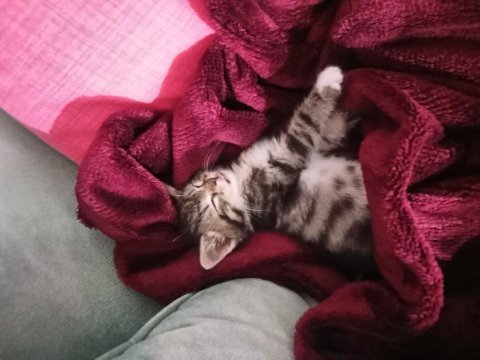 Ücretsiz sahiplendirme kedimiz