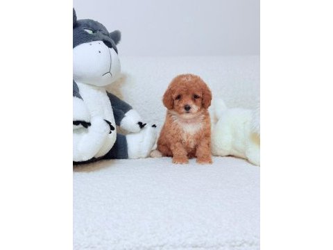 Çift renk toy poodle yavrum