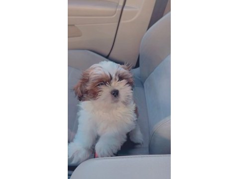 Irk sağlık garantili kimlikli bebek shih tzu